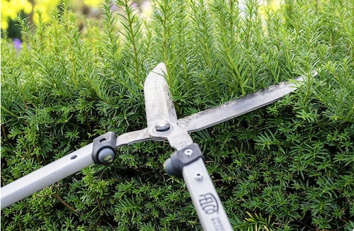 FELCO 250-57  Hedge Shears / Chrome coating