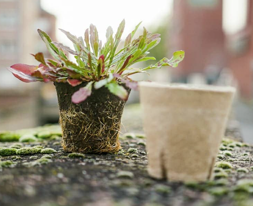 60mm Jiffy Round Pot