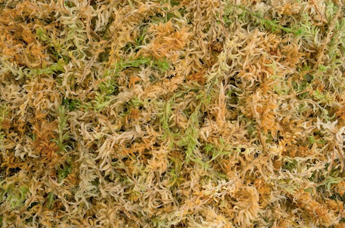 Spagmoss Moss 100g / 8L by Besgrow NZ