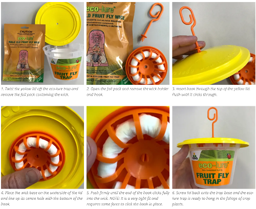 Eco-Lure Fruit Fly Trap & Wick set - Attracts male QLD fruit flies.