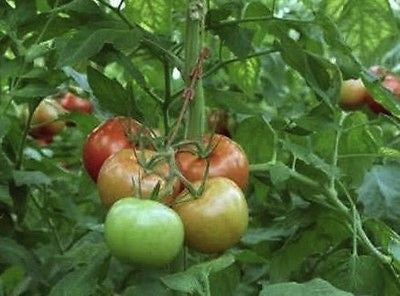 Tomato Stem hook Support Trusses - Reusable - Prevent snapping or kinking - AusPots Permaculture