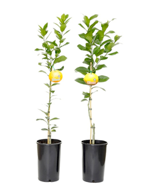 250mm Round Tall Pots for Citrus - AusPots