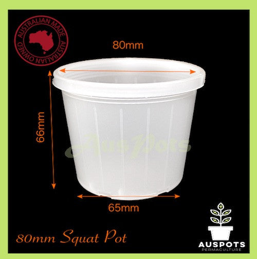 80mm Round Clear Pots - Phalaenopsis / Orchid, Seedlings - AusPots
