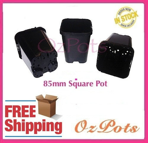 85mm x H100mm Square Punnet Plastic Plant Pots - AusPots Permaculture