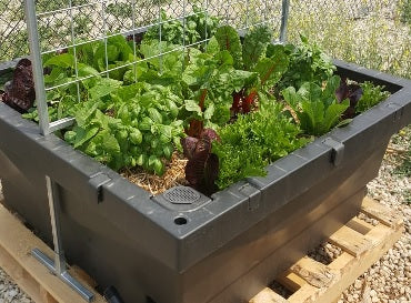 Foodcube - Wicking Garden Bed ( MELBOURNE ) - AusPots