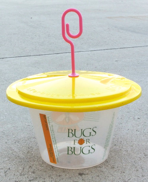 Fruit Fly Trap & Wick set - Attracts male QLD fruit flies.