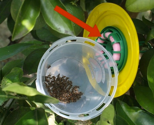 Fruit Fly Trap & Wick set - Attracts male QLD fruit flies.