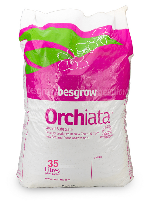 Besgrow Orchiata - PLEASE CONTACT BEFORE ORDER - AusPots