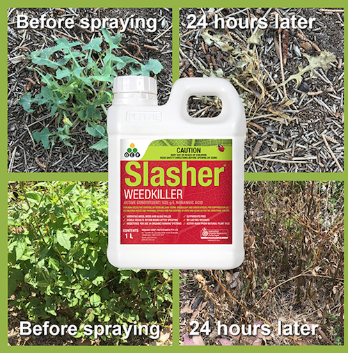 Slasher Organic Weedkiller - AusPots
