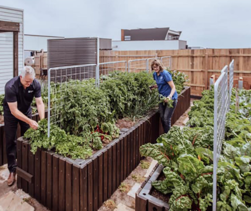 Trellis ( BRISBANE / GOLD COAST ) - AusPots