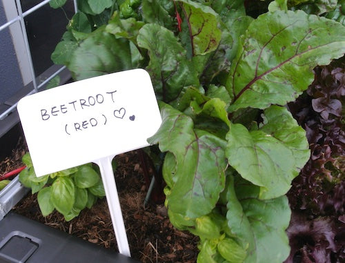 250mm Garden Plant Plastic Labels