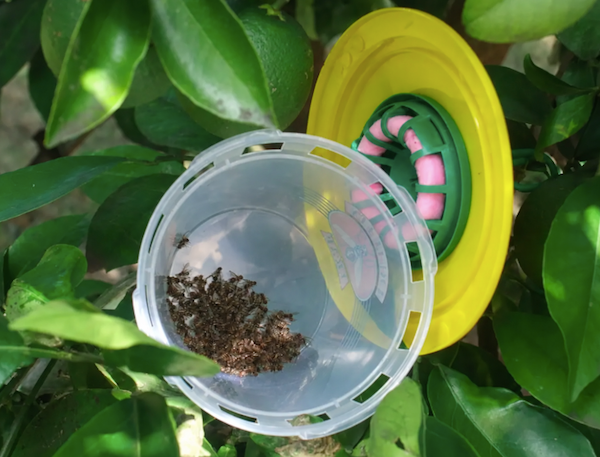 Fruit Fly Trap & Wick set by Bugs for Bugs - Attracts male QLD fruit flies.