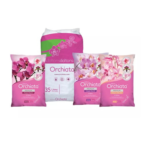 Orchiata -New Zealand Pinus Radiata by Besgrow Daltons