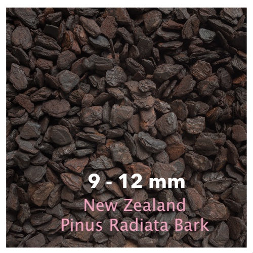 Orchiata -New Zealand Pinus Radiata by Besgrow Daltons