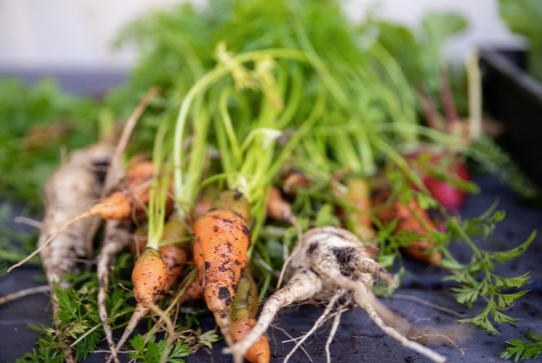 Gift to Graceville Community Garden