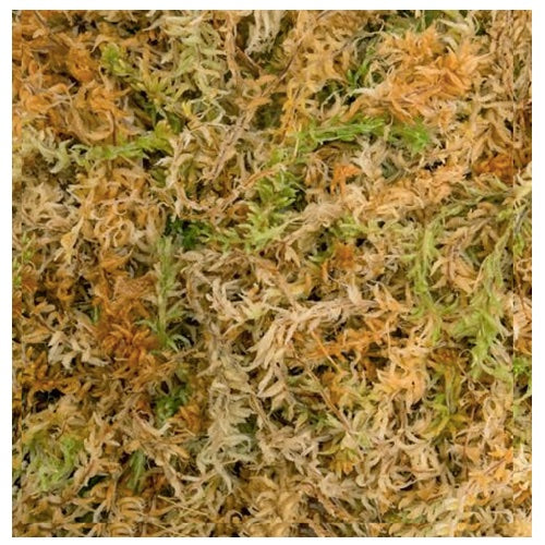 Spagmoss - Sphagnum Moss by Besgrow NZ - 100g / 8L