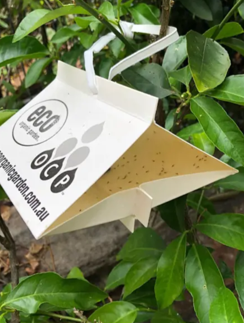 Eco-CLM Trap - for citrus leafminer