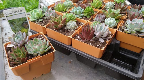 100mm Squat Punnet Pots with Tray - Clay - AusPots