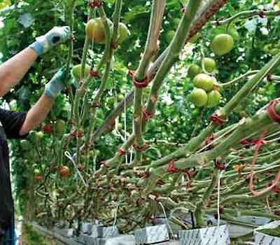 Garden Plant Clips / Fasteners - Reusable, Muti-Purpose - Tomato - 25mm diameter - AusPots Permaculture