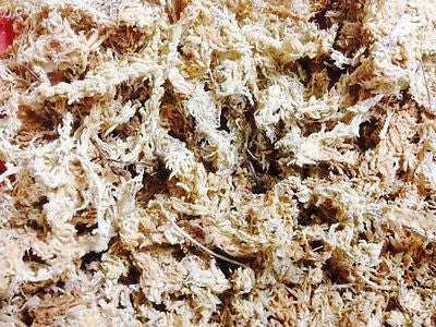 Sphagnum Moss Premier Grade - 100% NZ for Phalaenopsis / Orchid / Reptile Beds - AusPots Permaculture