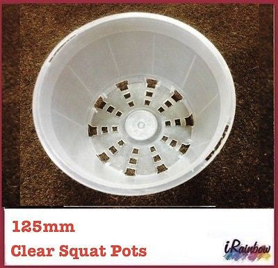 125mm Clear Round Squat Pots -  Phalaenopsis / Orchid, Propagation, Seedlings - Ozpots