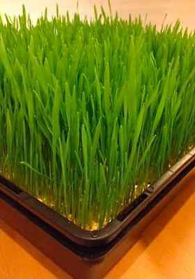 Trays for sprouting Wheat Grass or Barley Grass - AusPots Permaculture