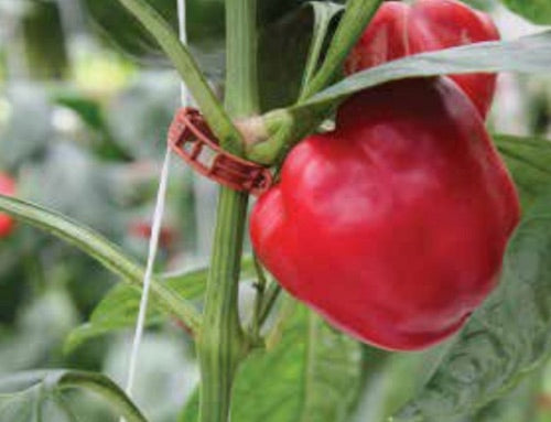 23mm Tomato / Garden Plant Clip
